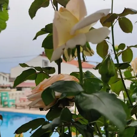 Nergiz Kalkan